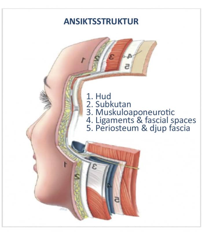 struktur af ansigtet