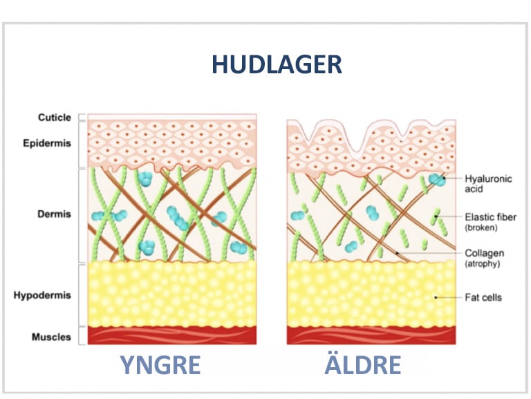 Skin layer